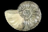 Ammonite (Pleuroceras) Fossil - Germany #125413-1